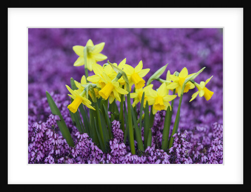 Yellow Daffodils in Purple Heather by Anonymous