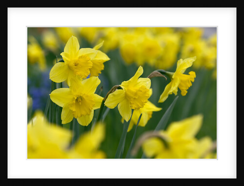 Yellow Daffodils by Anonymous