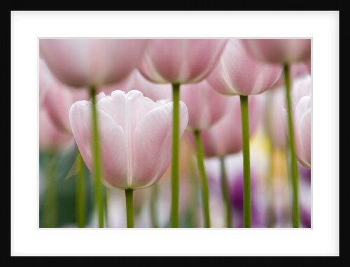 Pink Tulips by Anonymous