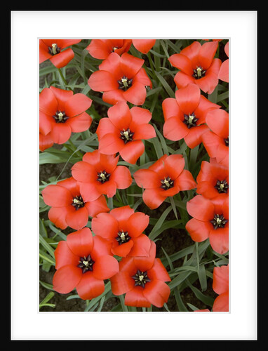 Top View of Red Tulips by Anonymous