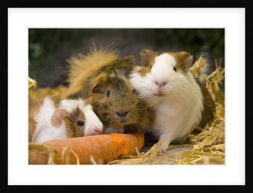 Guinea Pigs With Carrot by Anonymous