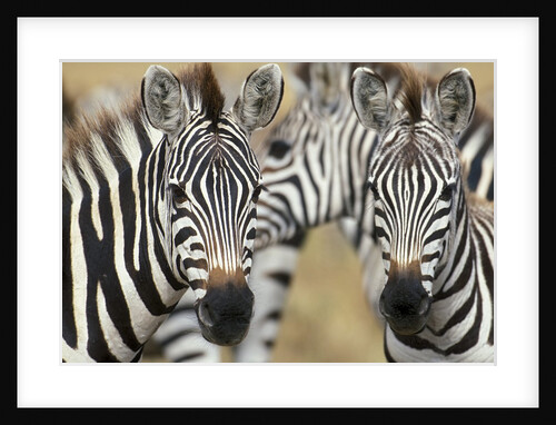 Zebras in Masai Mara National Reserve by Anonymous
