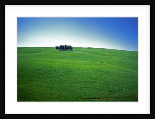 Coppice of Trees on Green Fields in Tuscany by Anonymous