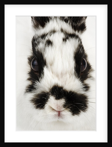 Face of Jersey Wooly Rabbit by Anonymous
