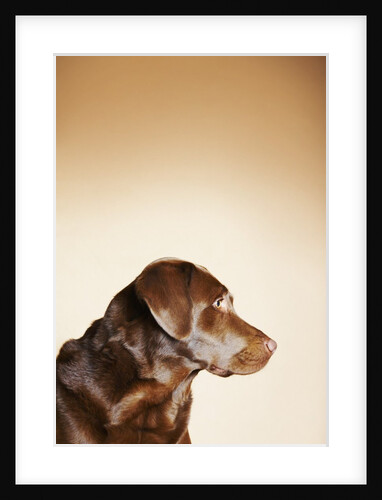 Profile of Chocolate Labrador by Anonymous