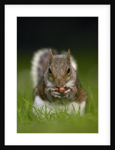 Gray Squirrel Holding Hazelnuts by Anonymous