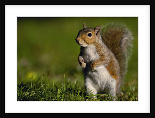 Alert Gray Squirrel by Anonymous