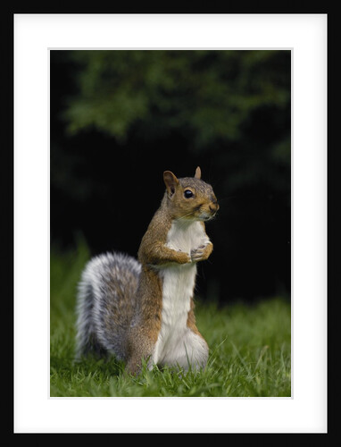 Alert Gray Squirrel by Anonymous