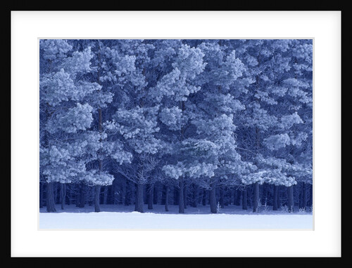 Scots Pines in Winter by Anonymous