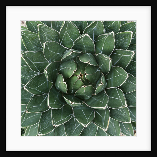 Queen Victoria Century Plant by Anonymous
