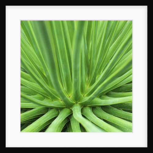 Agave Stricta by Anonymous