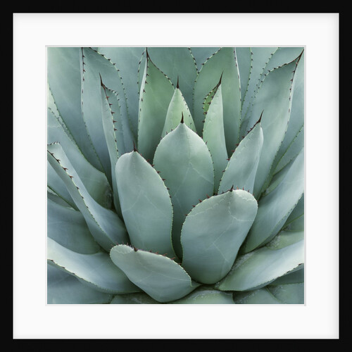 Agave Plant by Anonymous