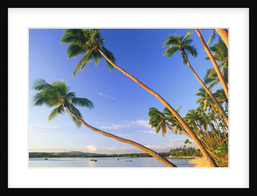 Palm Trees in Fiji by Anonymous