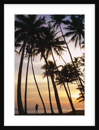 Palm Trees in Maldives by Anonymous