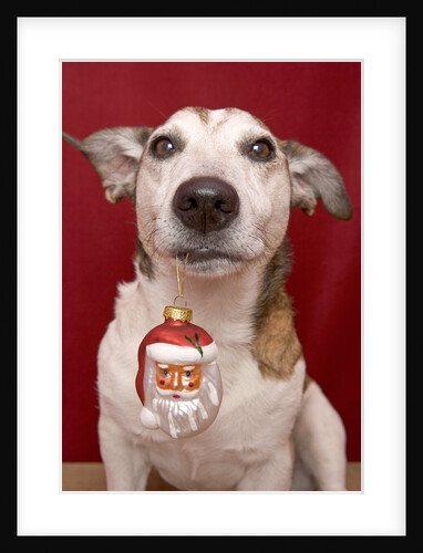 Jack Russell Terrier Holding Christmas Ornament by Anonymous