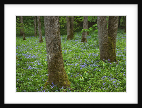 Sweet William Phlox and Yellow Trillium Blooming on Forest Floor by Anonymous