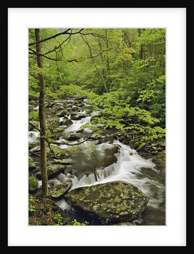 Middle Prong of the Little Pigeon River Cascading over Rocks by Anonymous