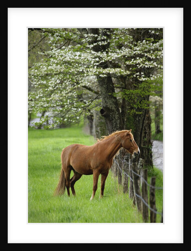 Horse Standing by Fence by Anonymous
