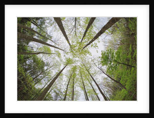 View Towards Sky in Forest by Anonymous