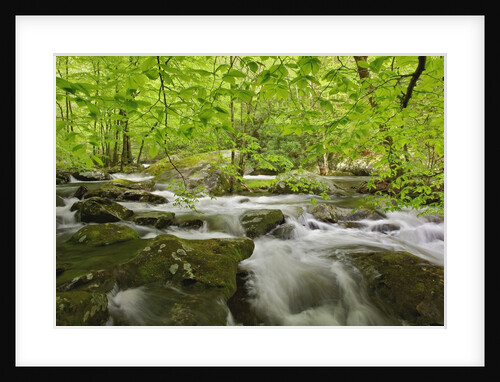 Middle Prong of the Little River by Anonymous