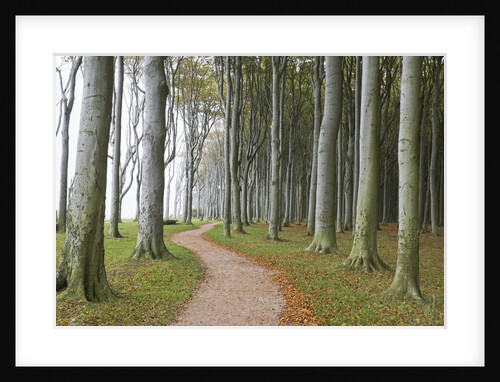 Beech Forest on the Baltic Coast by Anonymous