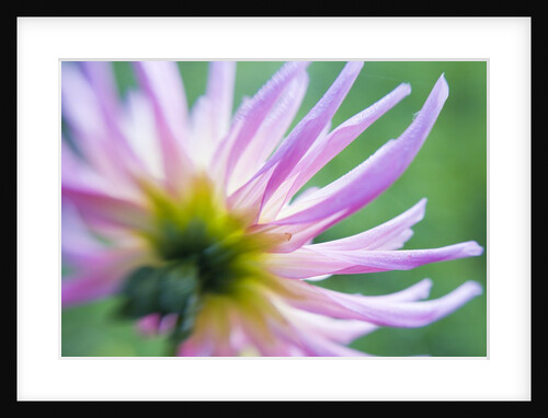 White and Pink Dahlia Flowers by Anonymous
