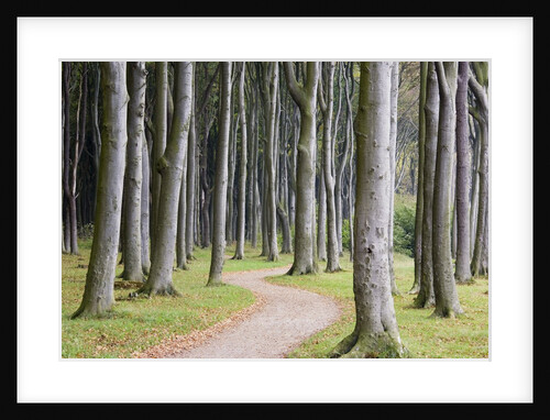 Beech Forest on the Baltic Coast by Anonymous