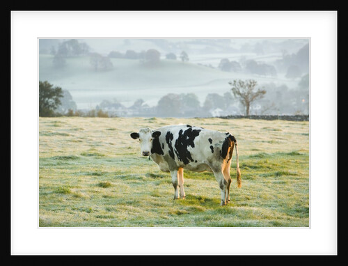 Friesen Cow Standing in Pasture by Anonymous