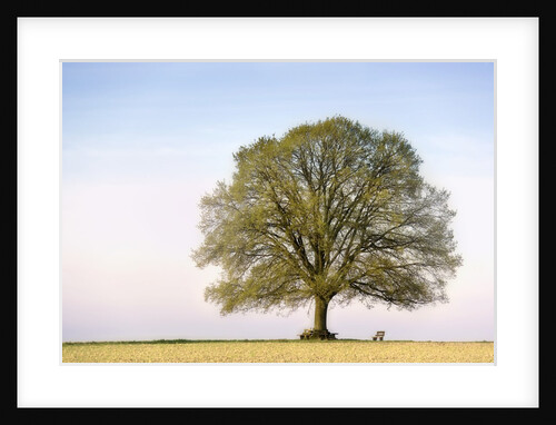 Oak Tree in a Field by Anonymous