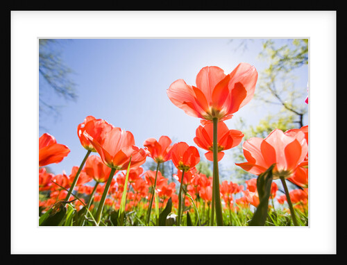 Red Tulips by Anonymous