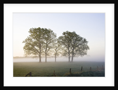 Oak Trees in a Pasture by Anonymous