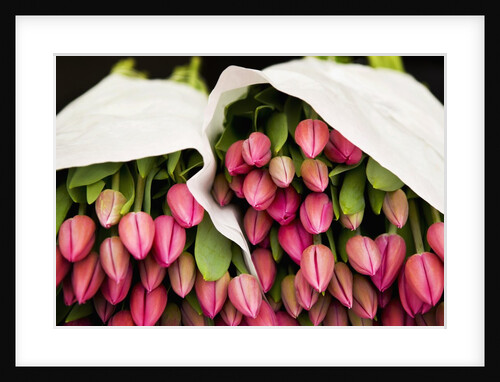 Pink Tulips Wrapped in Paper by Anonymous