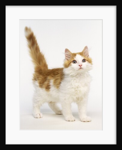 Ginger and White Kitten by Anonymous