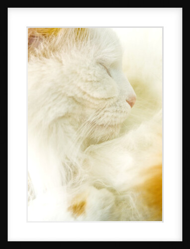 Close-up of a Turkish Van, a Swimming Cat by Anonymous