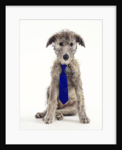 Deer Hound Cross Puppy Wearing Necktie by Anonymous
