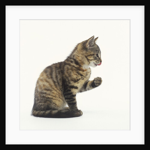 Tabby Kitten by Anonymous