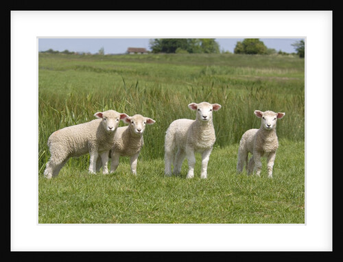 Lambs in Field by Anonymous