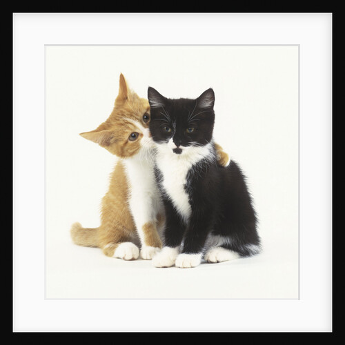 Black and Ginger Kittens Hugging by Anonymous