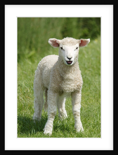 Lamb Bleating by Anonymous