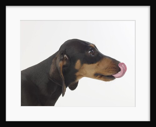 Dachshund Licking Lips by Anonymous