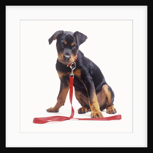 Rottweiler Puppy with Red Leash by Anonymous