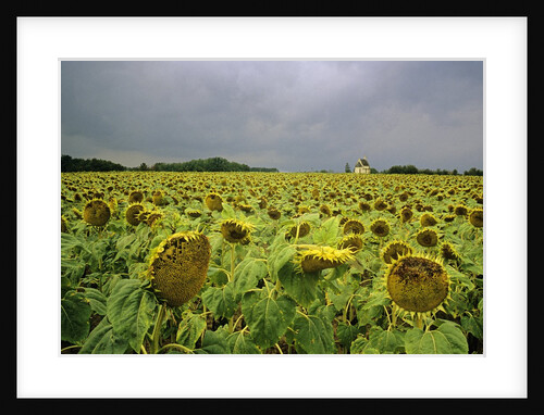 Field of Sunflowers by Anonymous