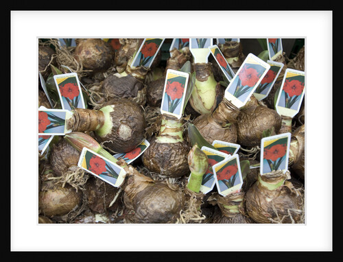 Flower Bulbs for Sale at the Bloemenmarkt by Anonymous