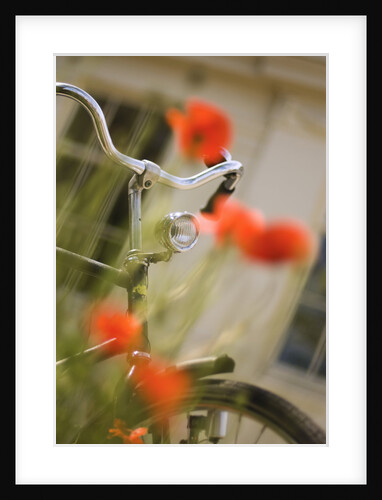 Old Bicycle and Flowers by Anonymous