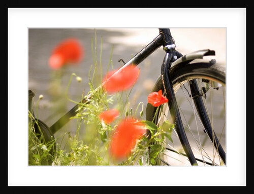 Bicycle and Flowers by Anonymous