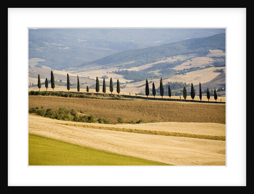 Rolling Tuscan Countryside by Anonymous