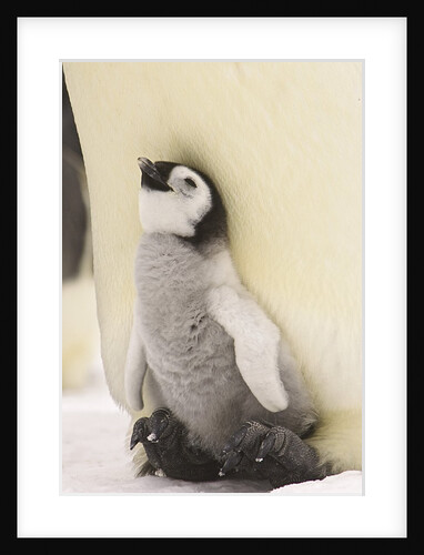 Emperor Penguin Chick on Parent's Feet by Anonymous