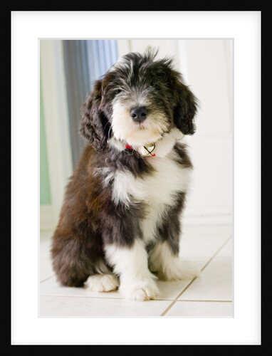 Bearded Collie Puppy by Anonymous