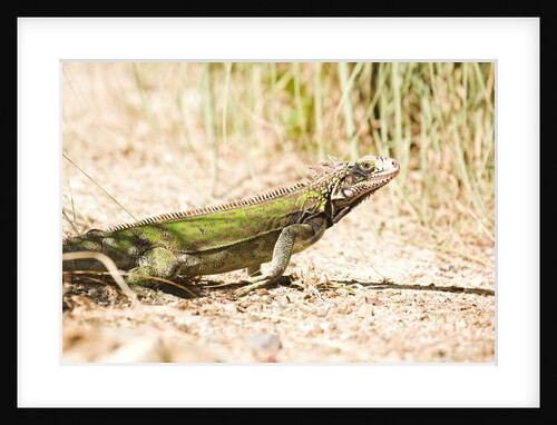 Iguana on St. Thomas by Anonymous