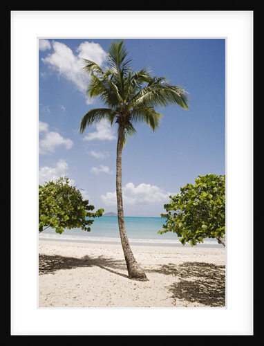 Palm Tree on Beach at Magens Bay by Anonymous